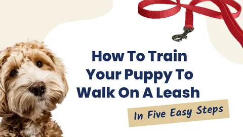 A Complete Guide to Choosing and Using a Training Leash